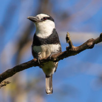 White-necked Puffbird